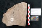 Foto (Objekt + Etikett) von Quercus pseudolonchitis Ettingshausen (NHMW-GEO-2024-0188-7977)
